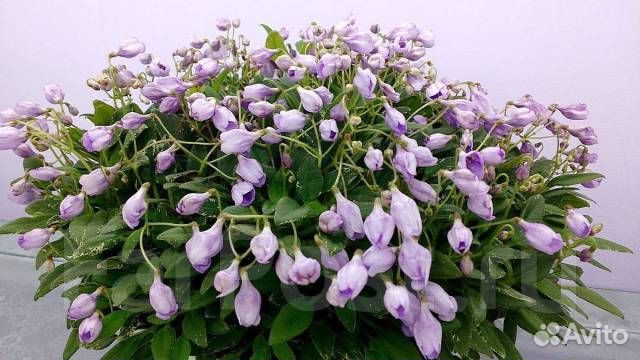 Фиалки трейлеры