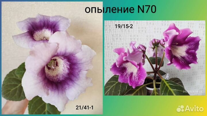 Семена глоксиний - 2