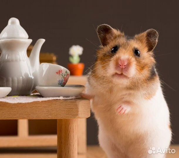 Контейнер-переноска для грызунов Aladino, Italy