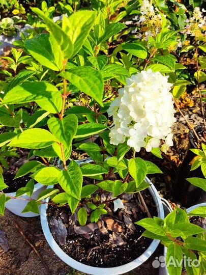 Гортензия Пандора, Панфлора, Паненка, Панорама