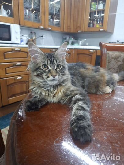 Котята мейн-кун