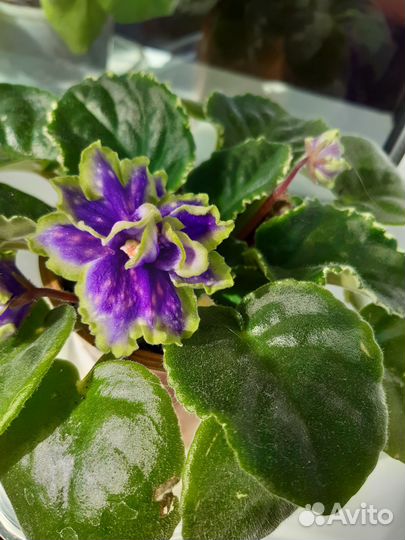 Сортовые фиалки цветущие