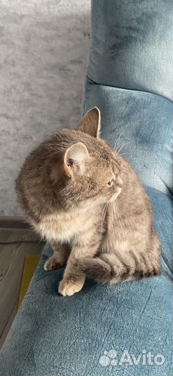 Кошка