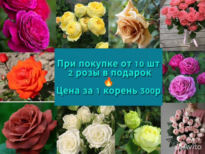 Саженцы Роз