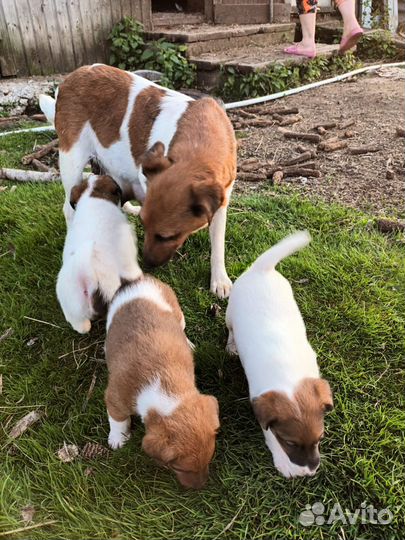 Фокстерьер