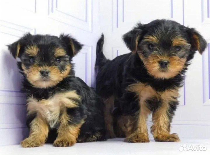 Йоркширский терьер