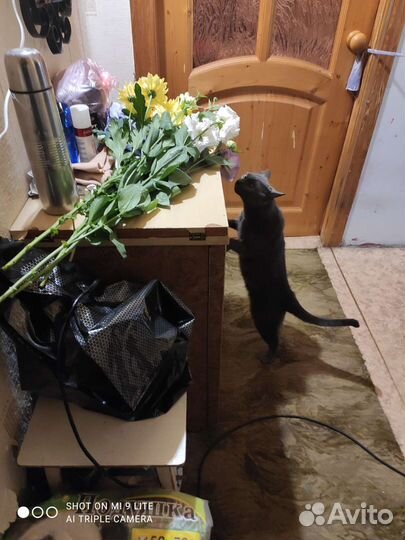 Кот марсиик