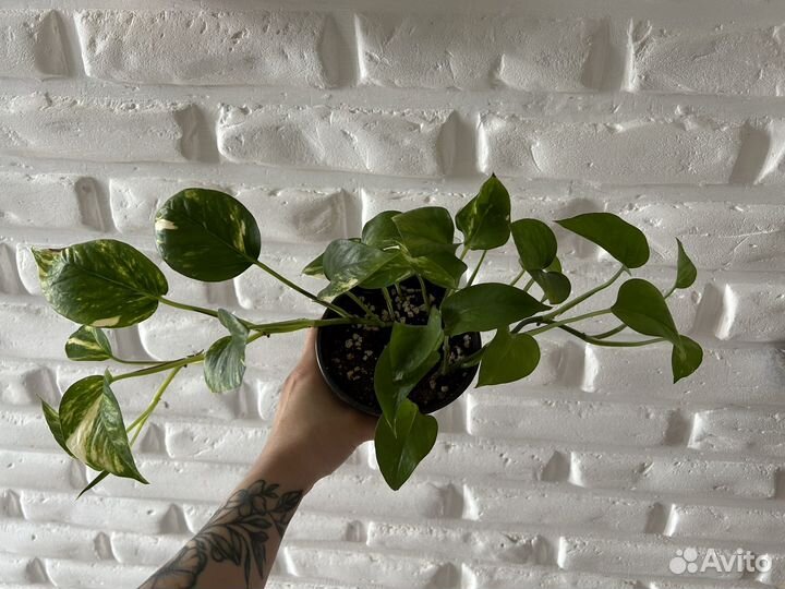 Сциндапсус золотистый