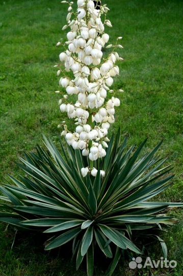 Саженцы Юки