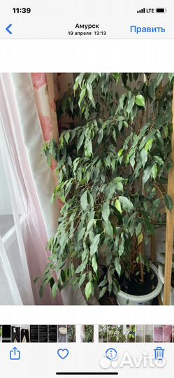 Бенджамина