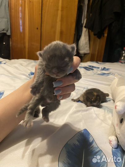 Котята отдам в добрые руки бесплатно
