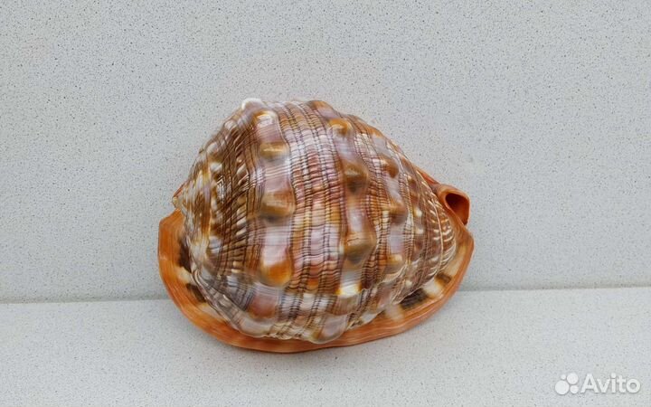 Длина 17,102 морская ракушка раковина