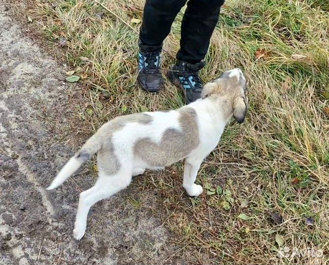 Щенок в добрые руки бесплатно