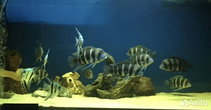 Фронтоза Бурунди