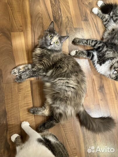 Кошка в добрые руки