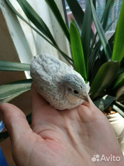 Декоративный перепел китайский расписной