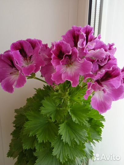 Пеларгония герань