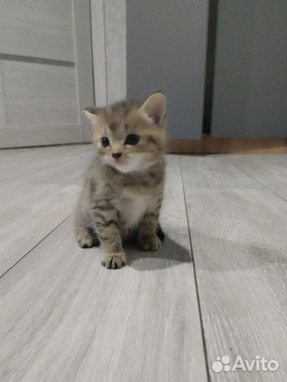 Девочка в добрые руки