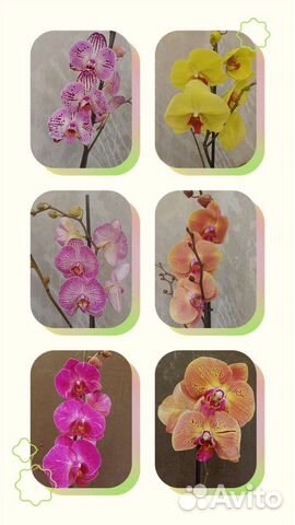 Орхидеи фаленопсисы отцветашки