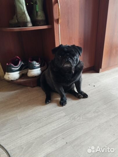 Черный мопс