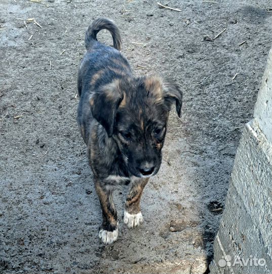 Щенки девочки Аланской породы отдаю бесплатно