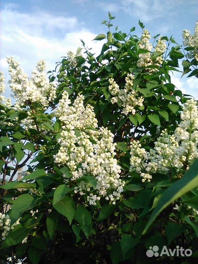 Хоста,сирень белая махровая Мадам Руж, аквилегии