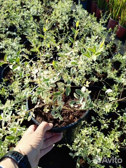 Бирючина ибота Ligustrum ibota 
