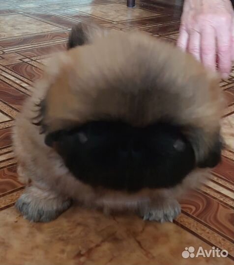 Щенки пекинеса