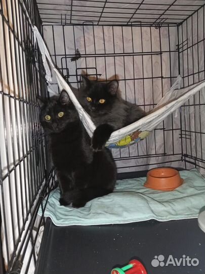 Без тени сомнения одни из самых красивых котят