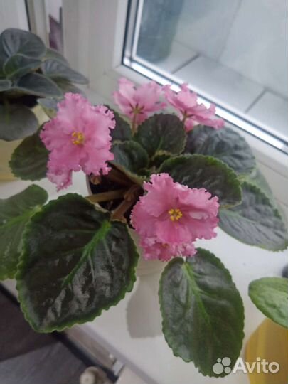 Фиалка цветущая