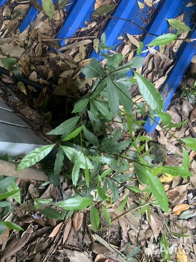 Лавровый лист