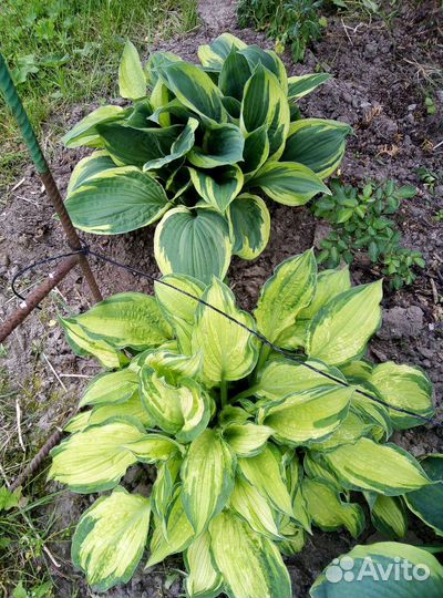 Хоста. Растения для сада