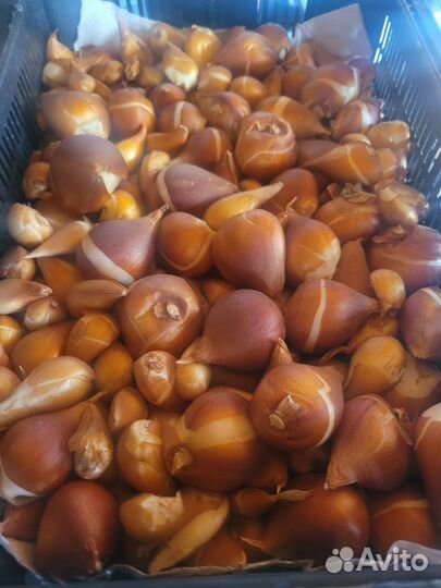 Луковицы тюльпанов