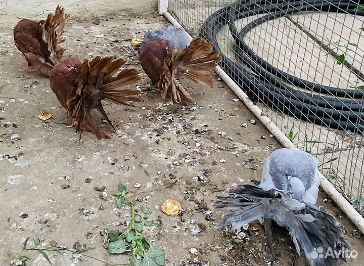 Голуби павлины