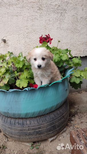 Щенки маленькой собаки