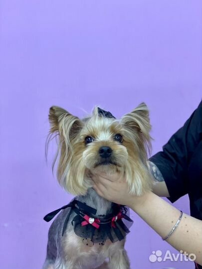 Груминг собак мелких пород и кошек