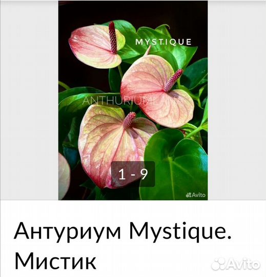 Антуриум мистик