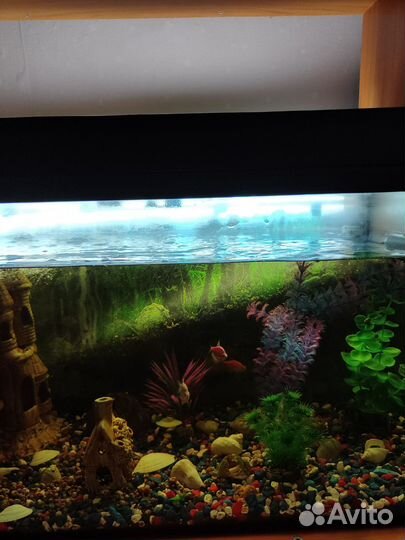Аквариум