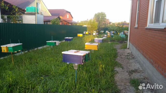 Пчеломатки, маточники объявление продам