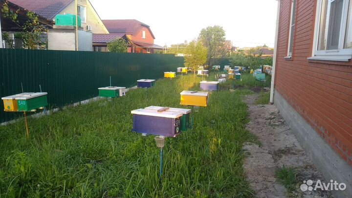 Пчеломатки, маточники
