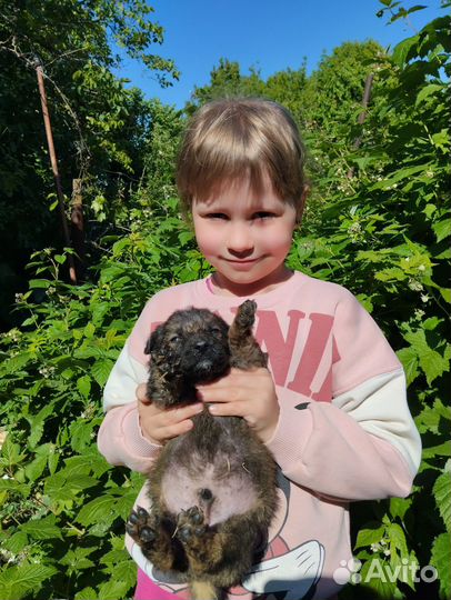 Двортерьер