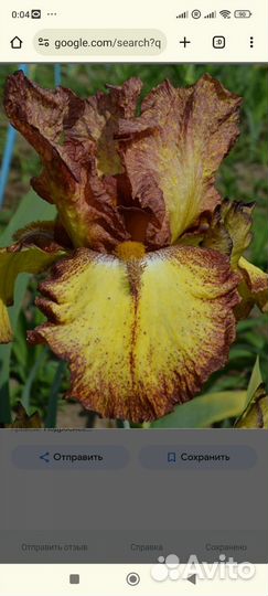 Ирисы Ранние