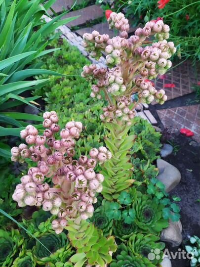 Молодило каменная роза