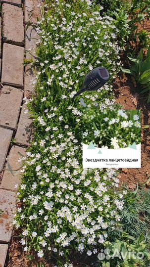 Почвопокровные растения