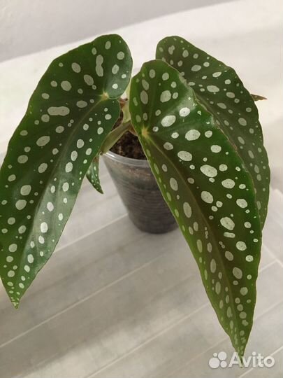 Сортовые бегонии