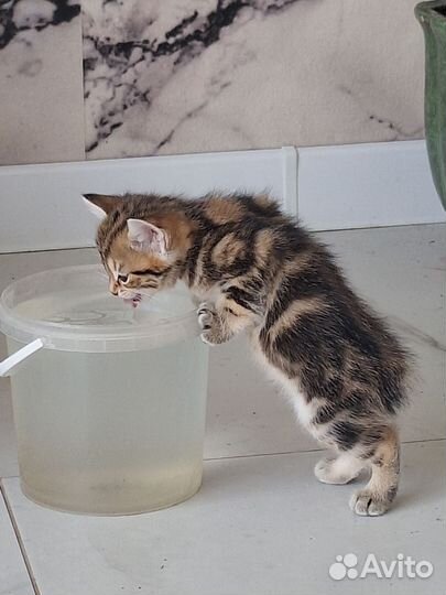 Котята курильский бобтейл