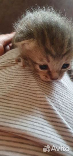 Котята от шотландской вислоухой