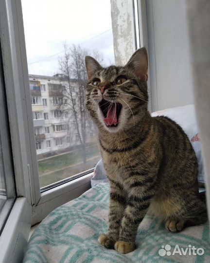 Кошечка в добрые руки