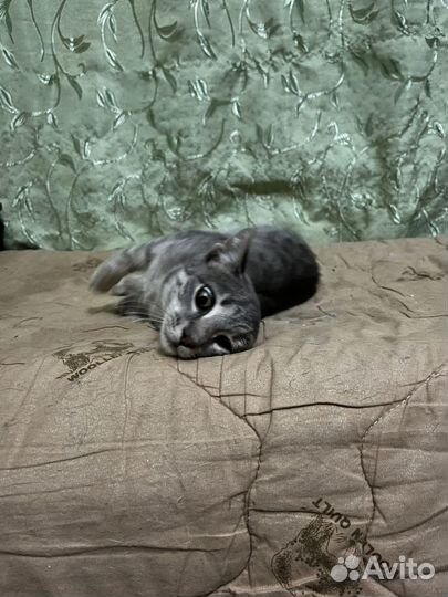 Котенок в дар