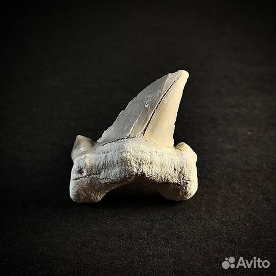 Зуб акулы Otodus окаменелость ископаемое